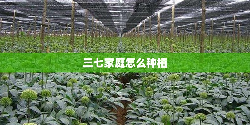三七家庭怎么种植
