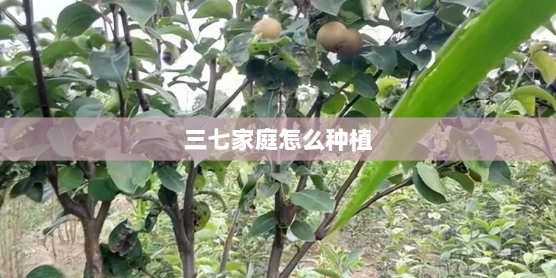 三七家庭怎么种植