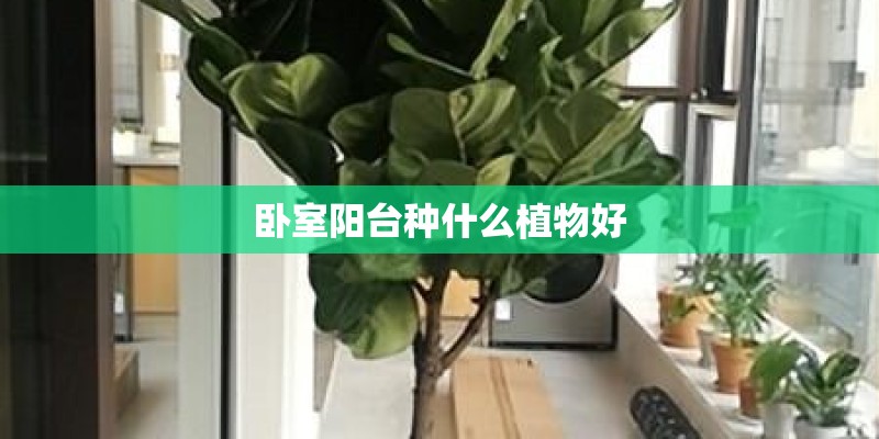 卧室阳台种什么植物好