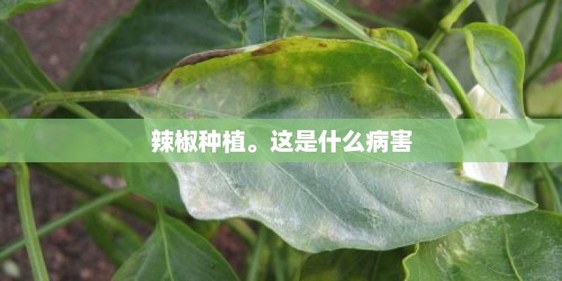 辣椒种植。这是什么病害
