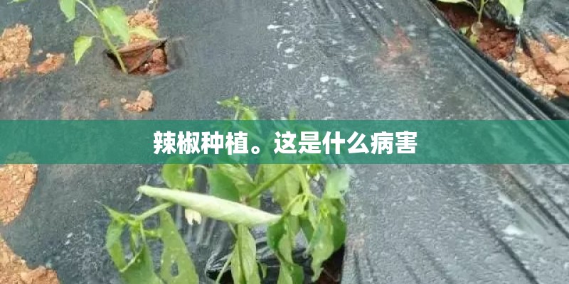辣椒种植。这是什么病害