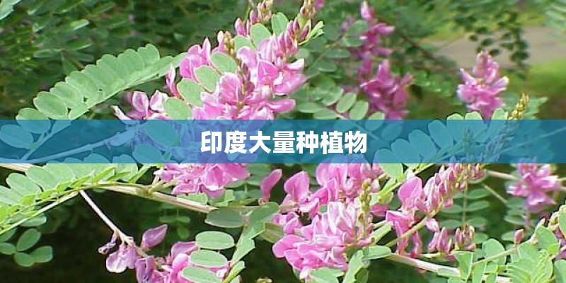 印度大量种植物