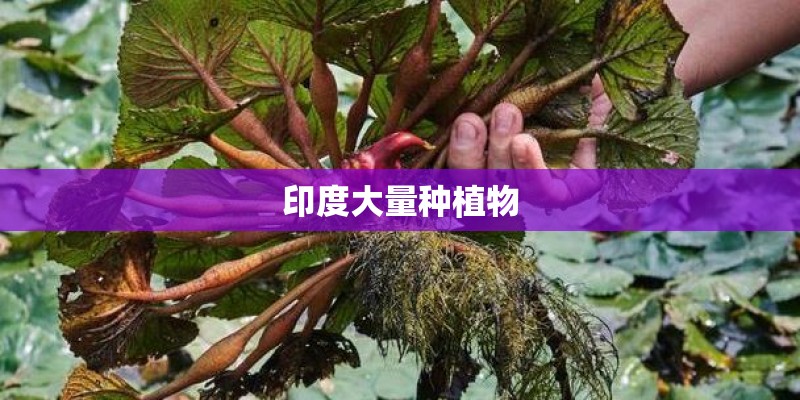 印度大量种植物