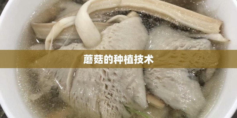 蘑菇的种植技术