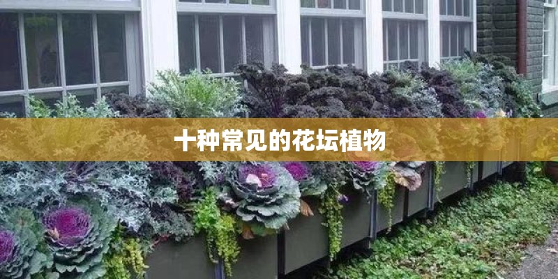 十种常见的花坛植物