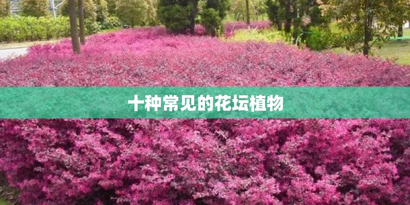 十种常见的花坛植物