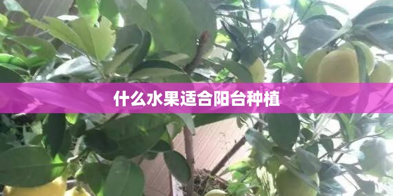什么水果适合阳台种植