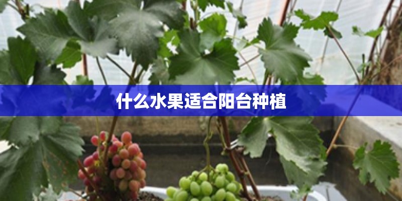 什么水果适合阳台种植