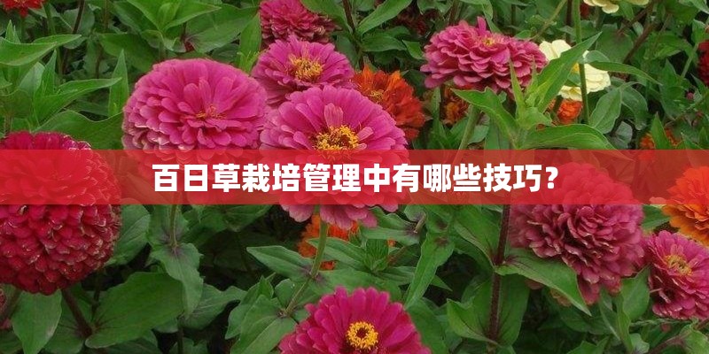 百日草栽培管理中有哪些技巧？