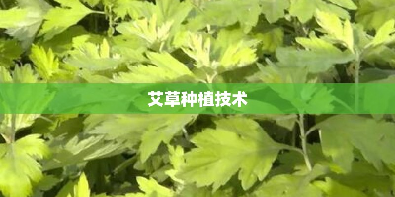 艾草种植技术