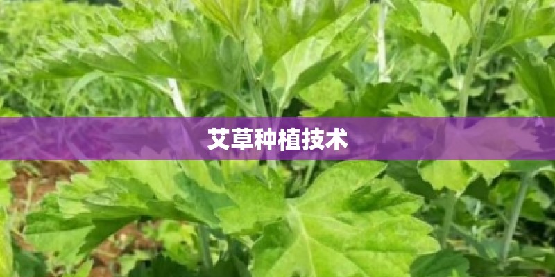艾草种植技术