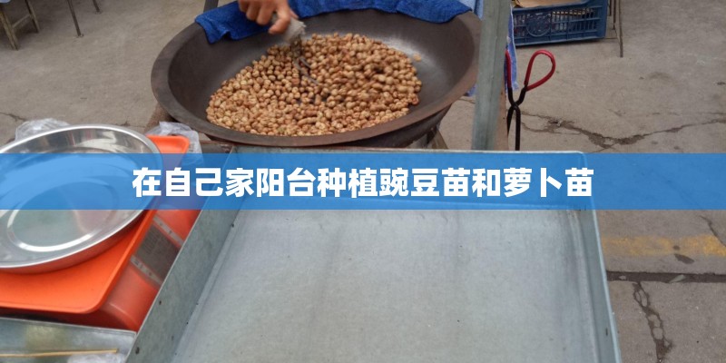 在自己家阳台种植豌豆苗和萝卜苗