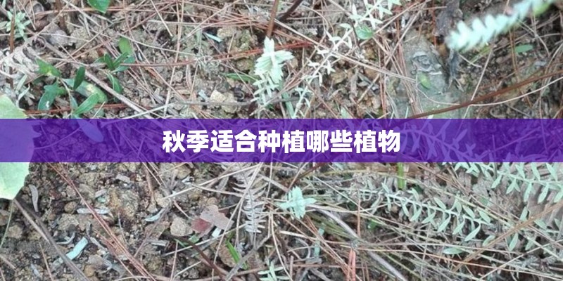 秋季适合种植哪些植物