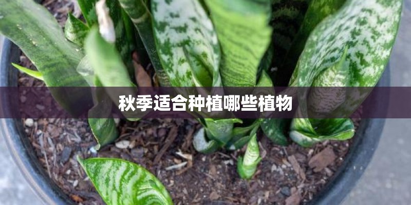 秋季适合种植哪些植物