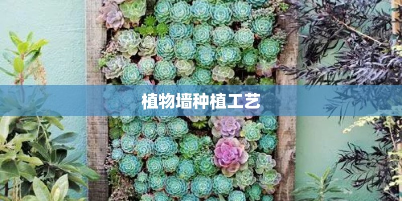 植物墙种植工艺