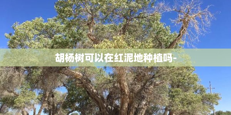 胡杨树可以在红泥地种植吗-