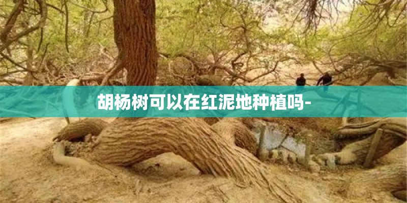 胡杨树可以在红泥地种植吗-