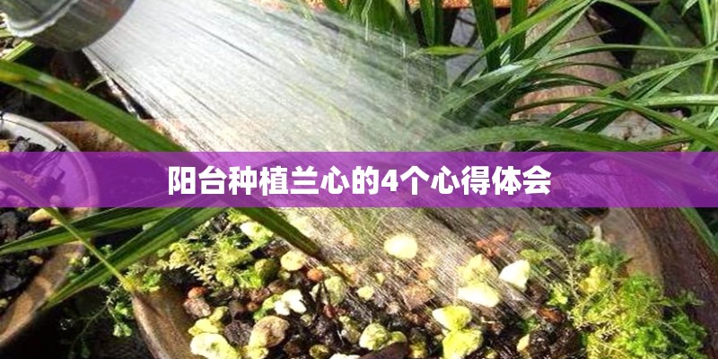 阳台种植兰心的4个心得体会
