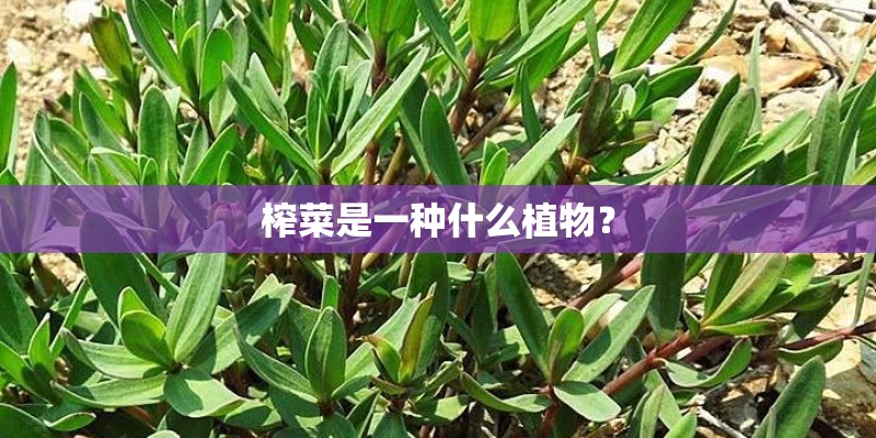 榨菜是一种什么植物？