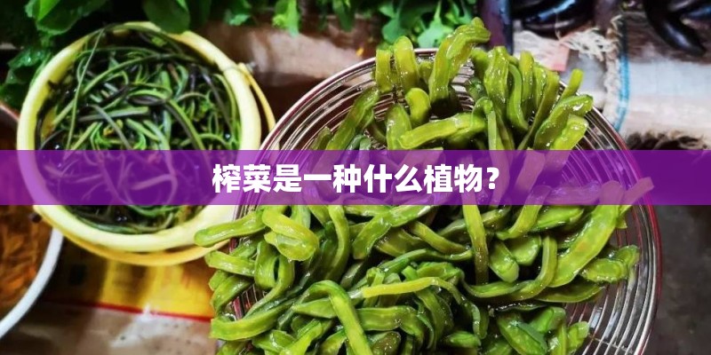 榨菜是一种什么植物？