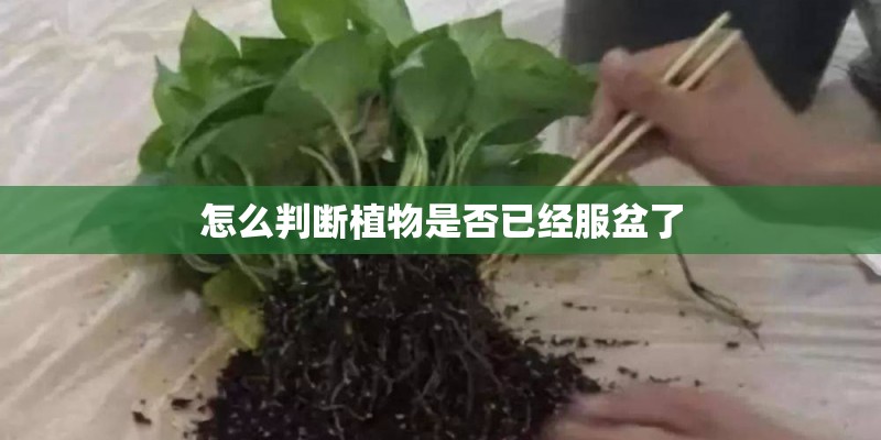 怎么判断植物是否已经服盆了