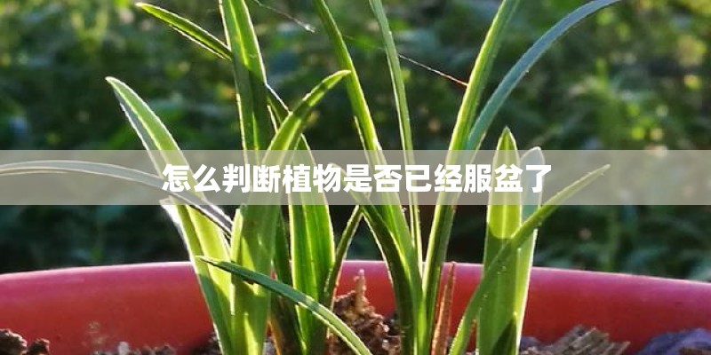 怎么判断植物是否已经服盆了