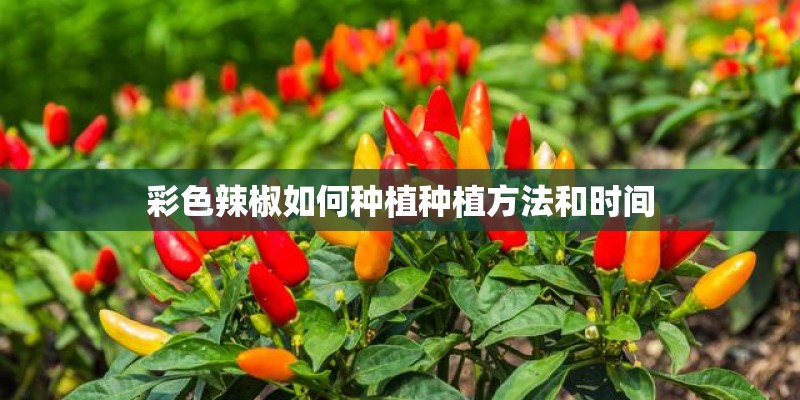 彩色辣椒如何种植种植方法和时间