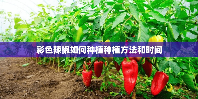 彩色辣椒如何种植种植方法和时间