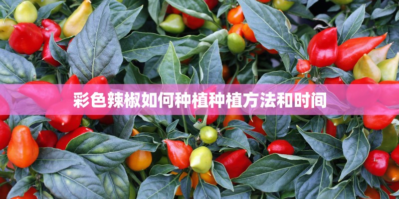 彩色辣椒如何种植种植方法和时间