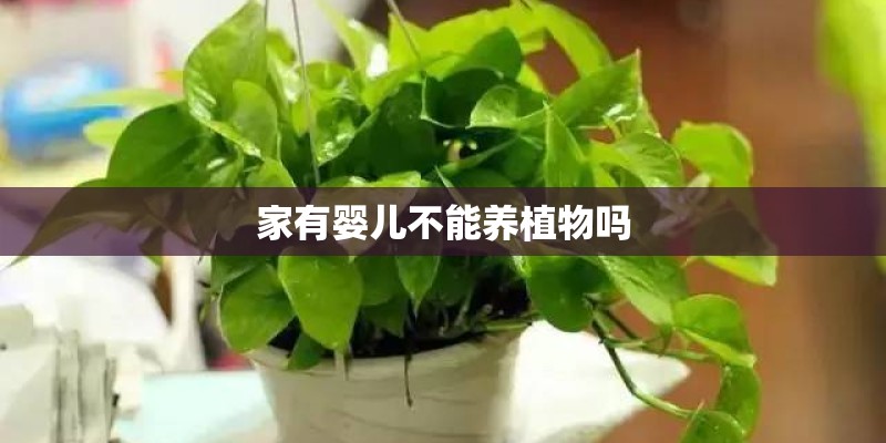 家有婴儿不能养植物吗