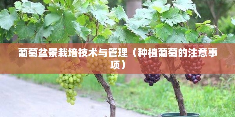 葡萄盆景栽培技术与管理（种植葡萄的注意事项）