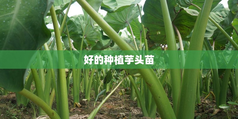 诺基亚c7参数
