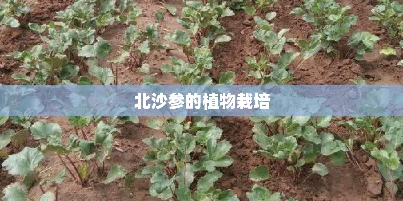 北沙参的植物栽培
