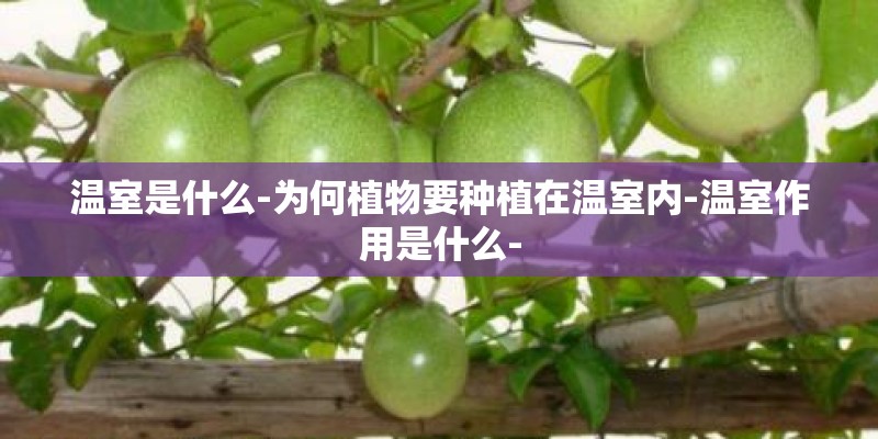 温室是什么-为何植物要种植在温室内-温室作用是什么-