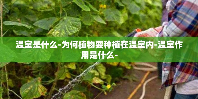 温室是什么-为何植物要种植在温室内-温室作用是什么-