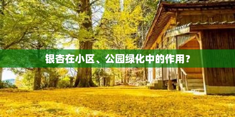 银杏在小区、公园绿化中的作用？