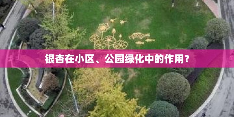 银杏在小区、公园绿化中的作用？