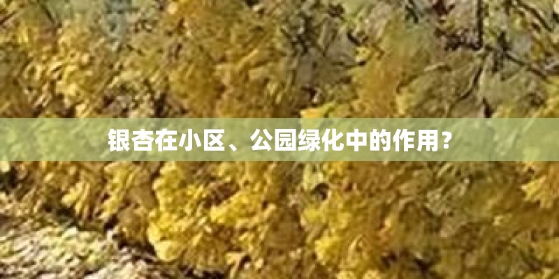 银杏在小区、公园绿化中的作用？