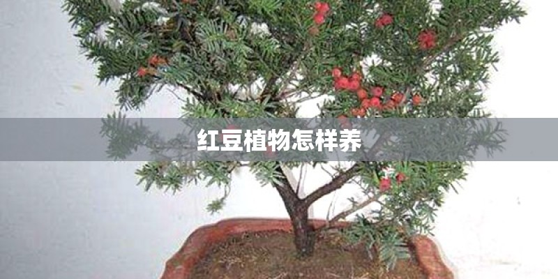 红豆植物怎样养