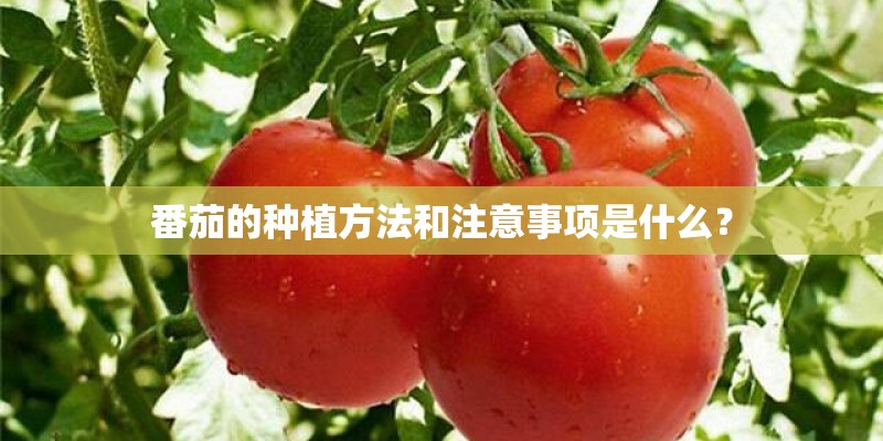 番茄的种植方法和注意事项是什么？