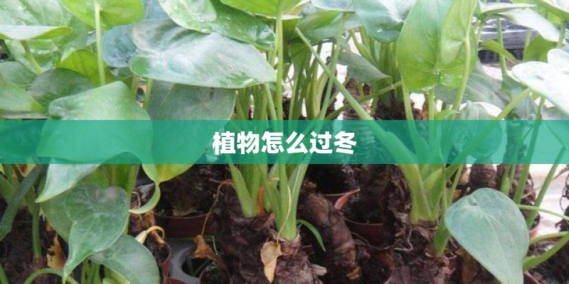 植物怎么过冬