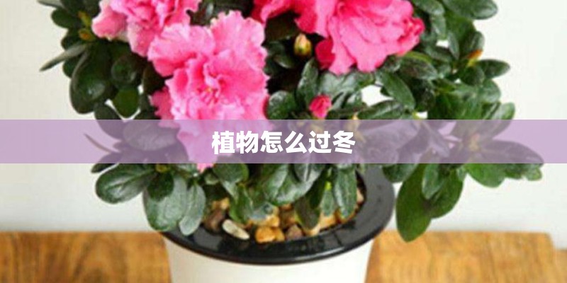 植物怎么过冬