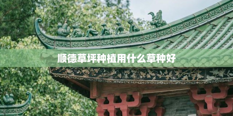 顺德草坪种植用什么草种好