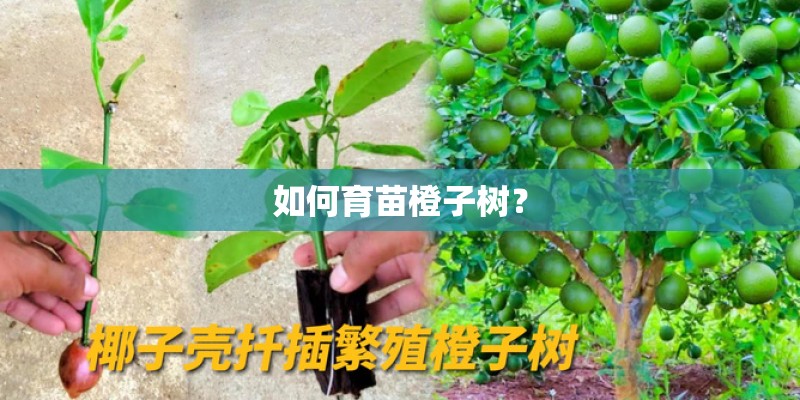 如何育苗橙子树？