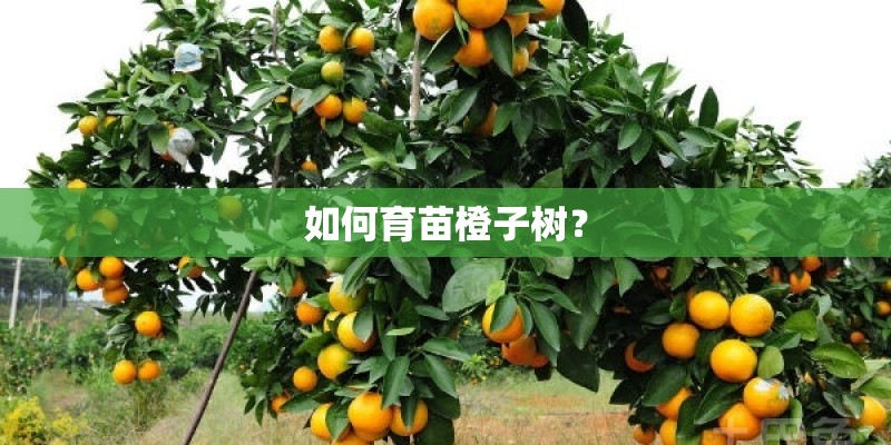 如何育苗橙子树？