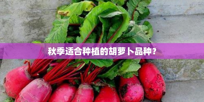 秋季适合种植的胡萝卜品种？