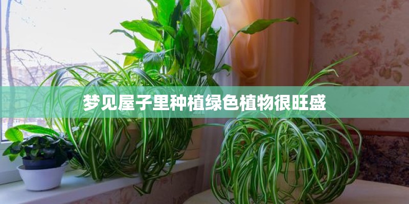梦见屋子里种植绿色植物很旺盛