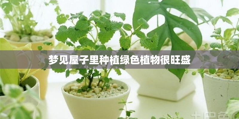 梦见屋子里种植绿色植物很旺盛
