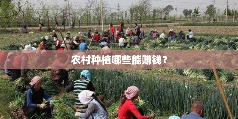 农村种植哪些能赚钱？
