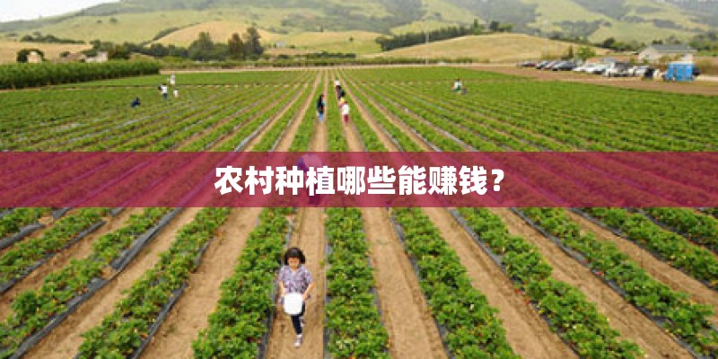农村种植哪些能赚钱？